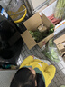 朗缤 兔子活体宠物兔活体新西兰肉兔公主兔小白荷兰侏儒活物兔子宠物 黄色公主兔1只 实拍图