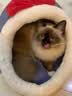 HELLOJOY猫咪猎物球静音羊毛球玩具猫咪追逐自嗨解闷神器逗猫棒耐咬静音 实拍图