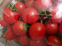 红千禧小番茄1kg 实拍图