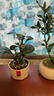 八芽小叶栀子花盆栽开花植物室内桌面茶几好养花卉绿植办公室净化空气 栀子花+白裂纹金边陶瓷盆+苔藓铺好发货 带盆栽好 实拍图
