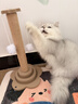 HELLOJOY猫抓柱剑麻猫抓板猫玩具耐抓耐磨不掉屑猫爬架立式自嗨解闷用品 实拍图