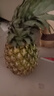 广东徐闻香水菠萝新鲜水果生鲜热带孕妇水果整箱包邮 1个装 单果1.3-1.5斤 实拍图