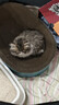 疯狂的主人猫抓板窝特大号猫玩具猫爪板猫抓盆不掉屑猫窝椭圆形瓦楞纸 实拍图