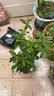 桂花树苗盆栽室内四季桂花卉植物金桂丹桂庭院大树浓香型绿植开花 四季桂花70-90cm-多分叉【原土球发货】 实拍图