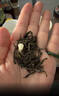 一杯香茶叶茉莉花茶横县特级50g2026新茶袋装散装茉莉绿茶自己喝品鉴1星 实拍图