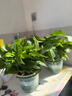 双盟绿萝盆栽除甲醛花卉绿植办公室新房净化空气180加仑2盆装源头直发 实拍图