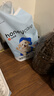 HONEYCARE好命家 宠物尿垫猫狗尿片 新手训导防漏尿布 厕所垫S码33*45cm 实拍图