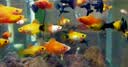 NORVIR【顺丰】日本黄粉鱼粉水族用品观赏鱼金鱼药粉龙鱼锦鲤水质调 【顺丰】黄粉100g/包【渔场版】 实拍图