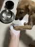 华元宠具（hoopet）狗狗碗不锈钢中大型犬大口径宠物狗盆食盆饭碗水碗狗粮防打翻食碗 实拍图