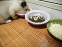 皇家宠物猫粮 幼猫猫粮K36-适用于12月龄50g*3 实拍图
