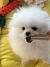 三条尾巴纯种博美英系美系白色基因检测犬球形幼犬活体宠物狗狗茶杯犬小体 宠物级 博美犬【视频选宠】 晒单实拍图