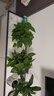 双盟绿萝盆栽除甲醛花卉绿植办公室新房净化空气180加仑4盆装源头直发 实拍图