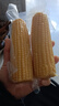 新鲜黄糯玉米真空包装速食玉米低脂粗粮代餐杂粮早餐包邮 特价 2棒 180g-220g/棒 实拍图