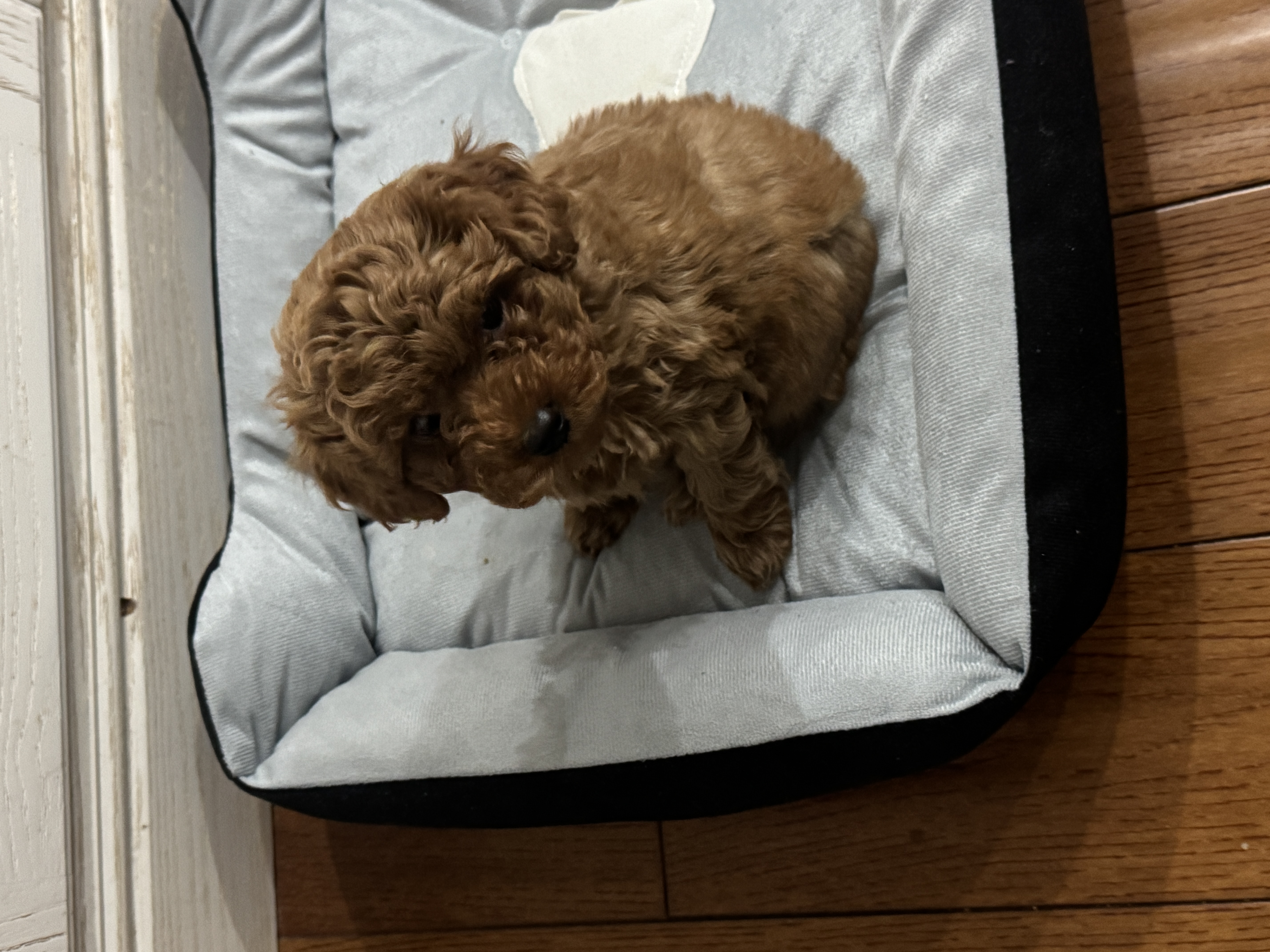 萌嘟星宠宠物猫狗窝小型犬猫咪睡垫四季通用幼犬泰迪狗垫子 S号 实拍图