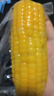 当季新货头茬东北黄甜糯玉米棒真空包装低脂黄糯大棒甜东北黏苞米 黑土地黄糯玉米【120-160克】1根 实拍图