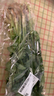 带根香菜100g 实拍图