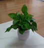 【绿萝盆栽】吸甲醛净化空气水培绿植物懒人花卉好养搬家礼物全 【1盆】绿萝+白色南瓜盆自吸水 整体含盆高度20-25cm 实拍图