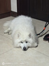 petlimit狗狗牵引绳遛狗链子泰迪小中型宠物用品幼犬胸背带网红金毛 青桔L 实拍图