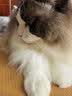 诚实一口ProBS英国短毛猫全价猫粮幼猫成猫英短专研冻干双拼天然无谷5.4kg 实拍图