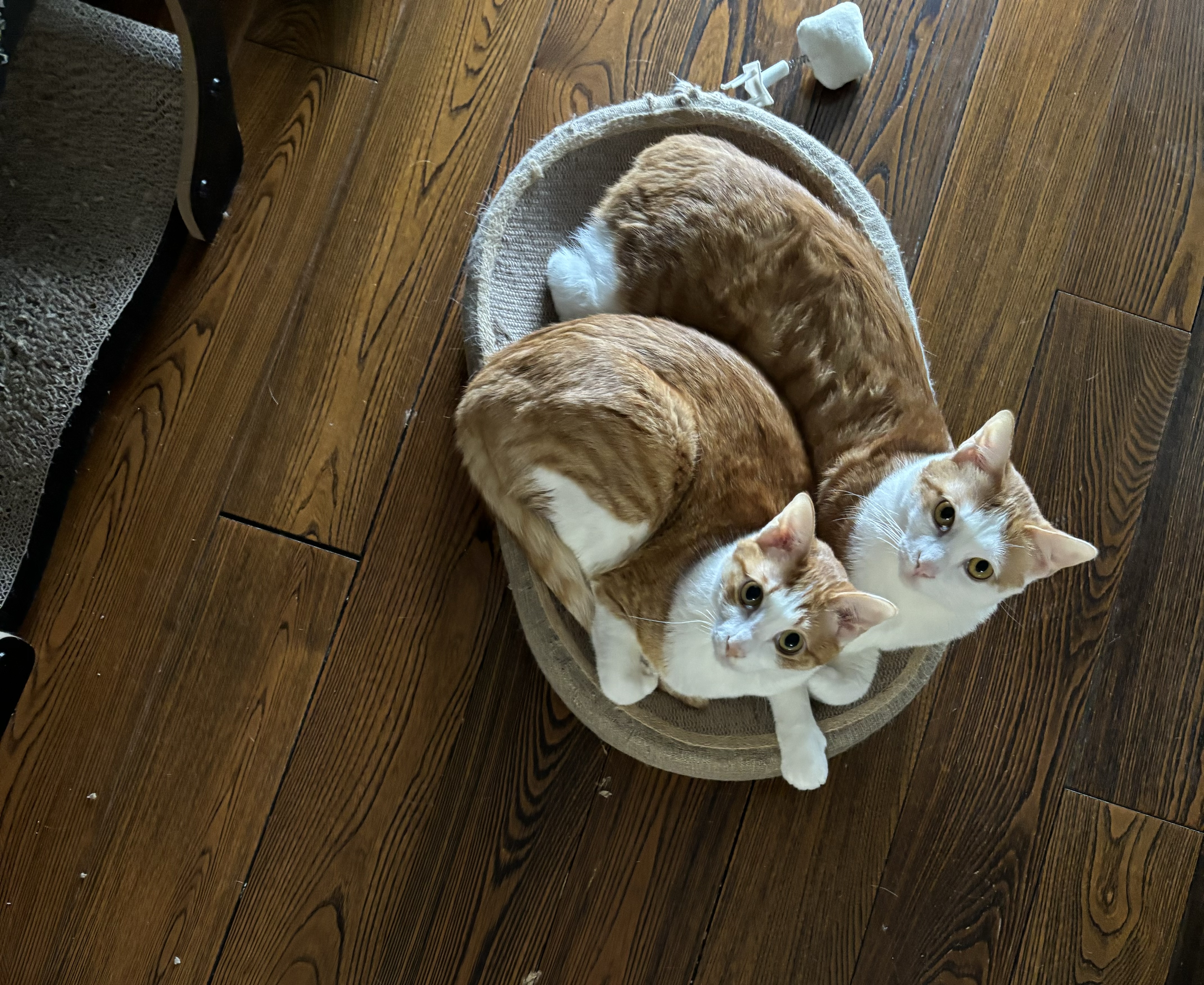 instinct【防伪认证】天然百利猫粮进口生鲜鸡肉配方高蛋白冻干猫粮 拯救肥胖喵】控制体重鸡猫粮10磅 实拍图
