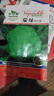 播种心情家庭种植蔬菜种子大全四季播种阳台盆栽农家庭院小菜园有机香菜菠 西兰花种子2包 实拍图