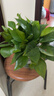 双盟绿萝盆栽除甲醛花卉绿植办公室新房净化空气180加仑4盆装源头直发 实拍图