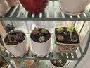 花盆绿植盆栽大口径拼盘多肉陶瓷素烧透气粗陶桌面绿植手绘小花盆 SK阳光花朵组合5个 【看图标注】 实拍图