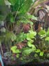 沃韦朗（VOONLINE）鱼缸灯水草灯LED全光谱草缸水族夹灯 【水草版】沃韦朗夹灯25W 实拍图