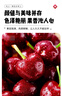 松筱车厘子樱桃【顺丰/JD-多地次日达】大连美早大樱桃新鲜水果送礼物 5斤(净重) 巨无霸4J级32-34mm 实拍图