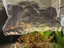 鱼官儿观赏虾工具虾草缸米虾淡水樱花虾水晶虾除藻虾活体水草莫斯 小号观赏虾A套餐 实拍图