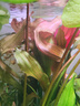 沃韦朗（VOONLINE）鱼缸灯水草灯LED全光谱草缸水族夹灯 【水草版】沃韦朗夹灯25W 实拍图
