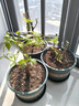 墨斗鱼花盆加仑盆加厚矮款2加仑*3件多肉绿萝月季盆栽树脂塑料简约托盘 实拍图