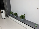 双盟绿萝盆栽除甲醛花卉绿植办公室新房净化空气180加仑4盆装源头直发 实拍图