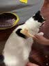 DSRAWMYT 猫梳子 梳毛刷 猫咪去浮毛猫毛清理器除毛针梳狗狗梳子宠物用品 实拍图