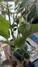 种花迷水培天堂鸟盆栽花卉植物室内客厅绿植面鹤望兰吸甲醛四季好养活 精品水培天堂鸟2株+水培U型玻璃瓶【含瓶】 实拍图
