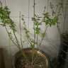 【带果发货】蓝莓树果苗蓝莓苗盆栽地栽果苗带大果南北方种植苗 【中苗】奥尼尔_40-50cm高/带果发货 实拍图