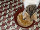 好之味猫粮成猫幼猫全期海鲜鸡肉鱼肉美短英短好滋味宠物猫咪主粮 海鲜味全期猫粮500g*5包 实拍图