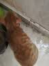 万颐（WEET）猫粮鸡肉配方营养均衡成猫幼猫蓝猫美短英短通用型猫干粮1.5kg 实拍图