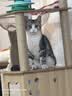 珑小宠猫爬架猫窝加粗大型猫树一体太空舱猫架子小户型不占地麻绳猫玩具 160cm 7层 【新款大太空舱Y36】 实拍图