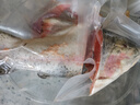 天蕴新疆国产伊犁三文鱼轮切净重4斤海鲜整条鱼带头带尾源头直发  实拍图