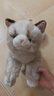 科迈特布偶猫毛绒玩具公仔猫咪玩偶娃娃摆件抱枕情人节生日礼物女生陪睡 实拍图