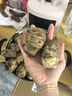 京鲜生&家美舒达山东牛奶小芋头毛芋头5斤大果50g以上净果无泥沙 出口级 实拍图