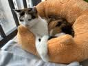 ZEZE橘子猫窝四季通用宠物床猫屋猫窝泰迪狗窝冬天保暖宠物用品 实拍图
