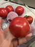 京鲜生 海阳普罗旺斯净重4.5斤单果180g起礼盒装 沙瓤西红柿 源头直发 实拍图