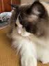 诚实一口ProBS英国短毛猫全价猫粮幼猫成猫英短专研冻干双拼天然无谷5.4kg 实拍图