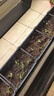 原起点50cm加大阳台种菜箱长方形塑料花盆户外蔬菜种植神器室外花箱花槽 【加厚】加深5联箱(250*40*35） 实拍图