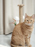 HELLOJOY猫抓柱剑麻猫抓板猫玩具耐抓耐磨不掉屑猫爬架立式自嗨解闷用品 实拍图