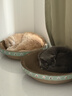 疯狂的主人圆形猫抓板窝耐磨不掉屑猫窝一体猫咪抓盆特大号抓不烂猫爪板耐抓 实拍图