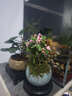 开时果 金枝玉叶盆栽棒棒糖老桩 多肉植物盆景水培办公室桌面花卉小绿植 【热销款】哥窑浅蓝盆+苔藓+底托 实拍图