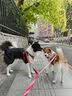 TRUELOVE狗狗牵引绳背心式遛狗链子小型犬胸背带泰迪金毛宠物用品法斗柯基 碎花红（不含牵引绳） M胸围56-69cm建议7-18kg 实拍图